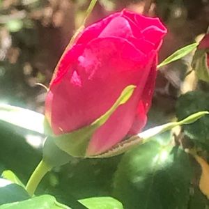 Meet your Posher, Roseyn